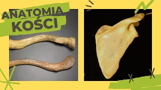 Anatomia kości osteologia 1  łopatka obojczyk konflikt podbarkowy [upl. by Zorana]