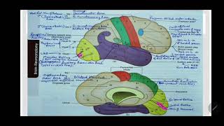 OCCIPITAL CORTEX  VISUAL AREA  BRODMANNS AREA 17 18 19  STRIATE AREA  Dr Azmi Mohsin [upl. by Solram995]