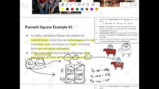 Incomplete Dominance amp Codominance Punnett Square Problems [upl. by Ecitsuj976]