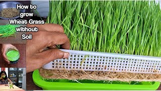 Super Food Wheat Grass JuiceGrow Wheat Grass at Home Without Soilin TraysTips to Prevent Mold [upl. by Assyn588]