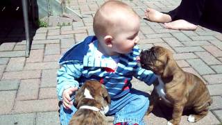 Boxer puppies and baby [upl. by Paco]