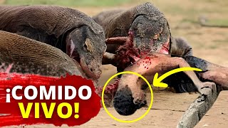 😨 Hombre es DEVORADO VIVO por 2 Dragones de Komodo al Mismo Tiempo [upl. by Inessa]