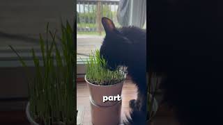 Indoor Grass catlife [upl. by Yreme175]