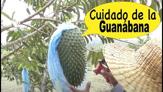 Secretos del Cultivo de la Guanábana Un viaje a la finca [upl. by Maunsell]