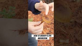 Tips on How to Identify a Cortinarius Mushroom mushroom naturaldye fungi [upl. by Ferri]