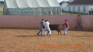 Treino dos Forcados Amadores do Aposento da Moita na Barroca Dalva 210209 [upl. by Eddie251]