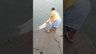 Shorts paradip fishing harbar small కావల్ల fish [upl. by Harehs]