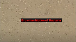 Brownian motion of Bacteria [upl. by Ylesara]