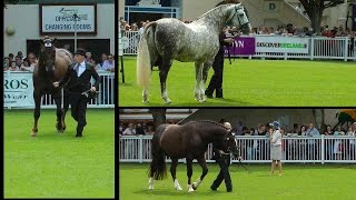 Dublin Horse Show RID Stallion Parade Parade RDS 2014 [upl. by Jenni]