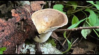 Polyporus tuberaster June 27 2024 [upl. by Maretz]