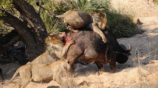 Lion vs Buffalo  Awesome Attack 獅子與水牛的 驚人的瞄準 [upl. by Quiteria]