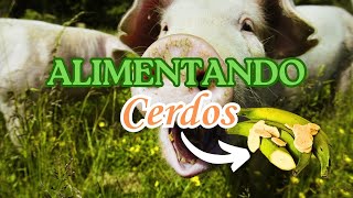 Cómo alimentar CERDOS con plátanos caídos🐷🍌 [upl. by Small]