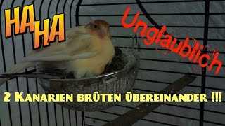 Unglaublich Kanarienvögel brüten zu 2 übereinander im Nest HD [upl. by Ayotol46]