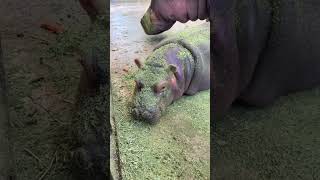 Hippo with baby in zoo cincinnati hippo hipposandiegozoo [upl. by Sharyl]