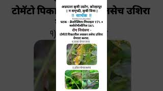 Sarthak fungicide earlyblighttomatoagriculture chillidownymildewtrendingyoutubeshortswatchnow [upl. by Edme]