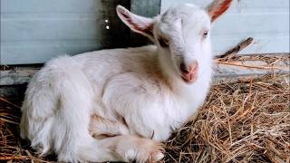 Saanen Goats Birth 2013 [upl. by Onivla]