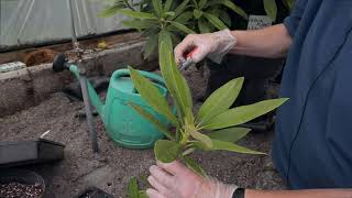 Taking cuttings from Rhododendron  Burncoose Nurseries [upl. by Aridan505]