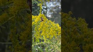 Bees on goldenrod pollinators beepollen bees beehive honeybee nature flowers buglovers [upl. by Murage]