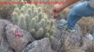 pitaya mexicana del desiertojuancho ranch mx [upl. by Decker]