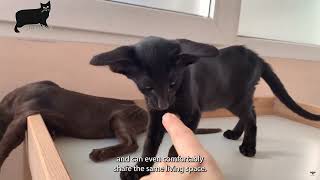 Oriental Shorthair cat care and characteristics [upl. by Ikaz771]