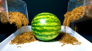 MEALWORMS VS WHOLE WATERMELON [upl. by Charin]