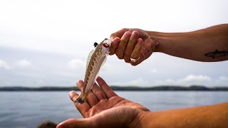 WE CAUGHT A GREATER WEEVER  Boat Fishing in Cornwall  Sea Fishing UK [upl. by Hong]