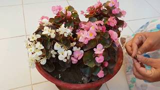 Care of Begonia Plant  How to Grow and Care Begonia Plant  Fun Gardening [upl. by Anilef]