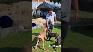 How To Train Cane Corso [upl. by Atirrehs]