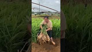 China mein kheti ka anokha jugad farming shortvideo [upl. by Bixler]