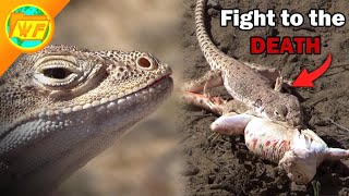 Cannibal Lizard ATTACKS Pregnant Female The LEOPARD LIZARD [upl. by Silberman]