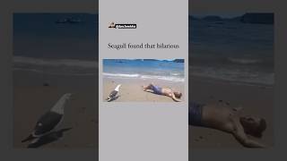 Oh My God😰Wait For End😳He made that Bird Laugh😳😂 viralcontent reels tiktok animals funny [upl. by Maisel805]