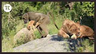 Evil Baboons Kidnap Lion Cubs amp Tortures Them  Mother Lion Destroy The Baboon Tribe For Revenge [upl. by Ativel]