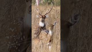 Chital Deer Stag In Pursuit Of Oestrus Hind 😈 [upl. by Heda242]