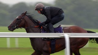 Frankel and his final season Newmarket racecourse gallop [upl. by Anyg]