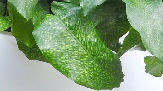 Marantaceae Timelapse  Ep24 Calathea Musaica The Dancing Queen  4 Days [upl. by Yorick]