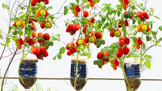 Grow Tomato Plant in Plastic Hanging Bottles tips for growing tomatoes at home with many fruits [upl. by Leind]