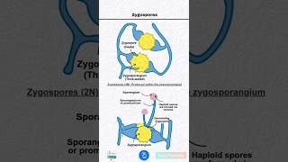 Zygospores and Zygosporangium [upl. by Cristabel]