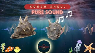 Dharma Conch Shell [upl. by Gannon]