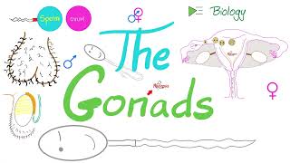 The Gonads Ovaries and Testes  Endocrine System  Biology Lecture Series [upl. by Airdnazxela]