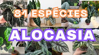 81 ESPÉCIES DE ALOCASIA  Planta amp Decore [upl. by Treble]