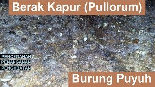 Berak Kapur Pullorum Pada Burung Puyuh [upl. by Merrow]