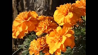 Greytipped Hummingbird Hawkmoth Hovering around Marigold Flowers to Sip Nectar 240fps [upl. by Medeah]