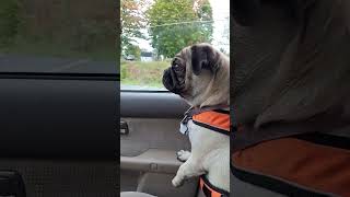 Emma Pug barking doesnt she sound ferocious [upl. by Elston]