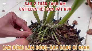 shorts tách âm lan cattleya đạt hiệu quả cao LAN RỪNG LÂM ĐỒNG lanrunglamdong [upl. by Hacker654]