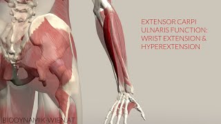 Extensor Carpi Ulnaris Function Extension amp Hyperextension 3d Animation [upl. by Major]