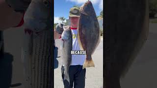 Striped Bass Fishing 101 [upl. by Garris]