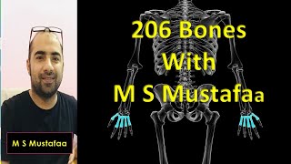 A quick discussion on all 206 Bones of Human Body with M S Mustafaa Part 3 [upl. by Amiaj]