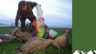 Superb goose shooting in Orkney [upl. by Onairelav870]