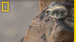 Arctic Geese Chicks Jump Off Cliff to Survive  Hostile Planet [upl. by Leirua]