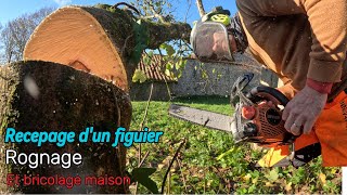 Recepage de figuier rognage travaux maison [upl. by Adnema]